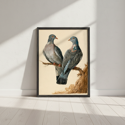 Two Wood Pigeons – Charles Collins | Irish Art Print