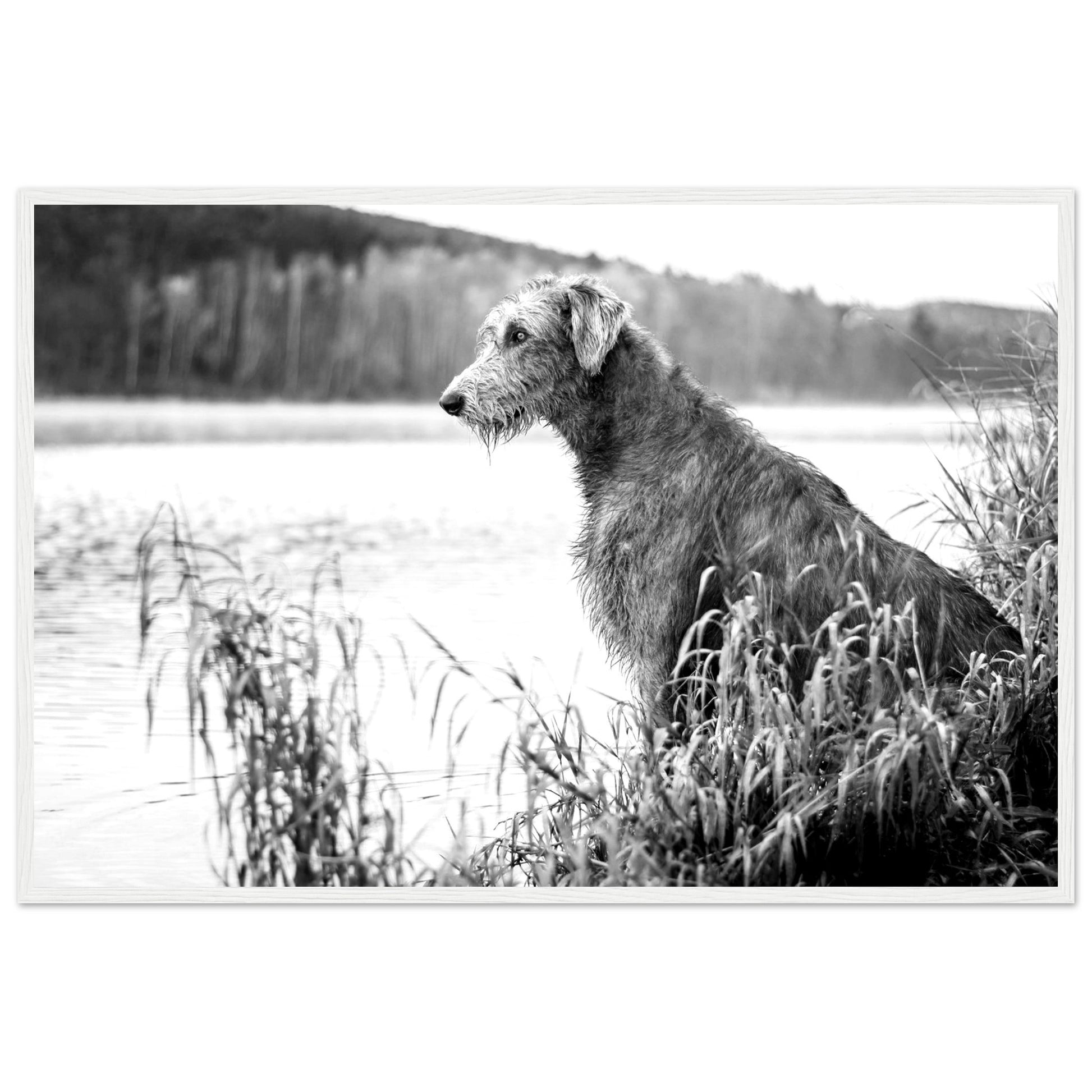 Stunning framed print featuring an Irish Wolfhound, capturing its noble stature & strength. A timeless addition celebrating Ireland's rich heritage & the beauty of these iconic dogs.