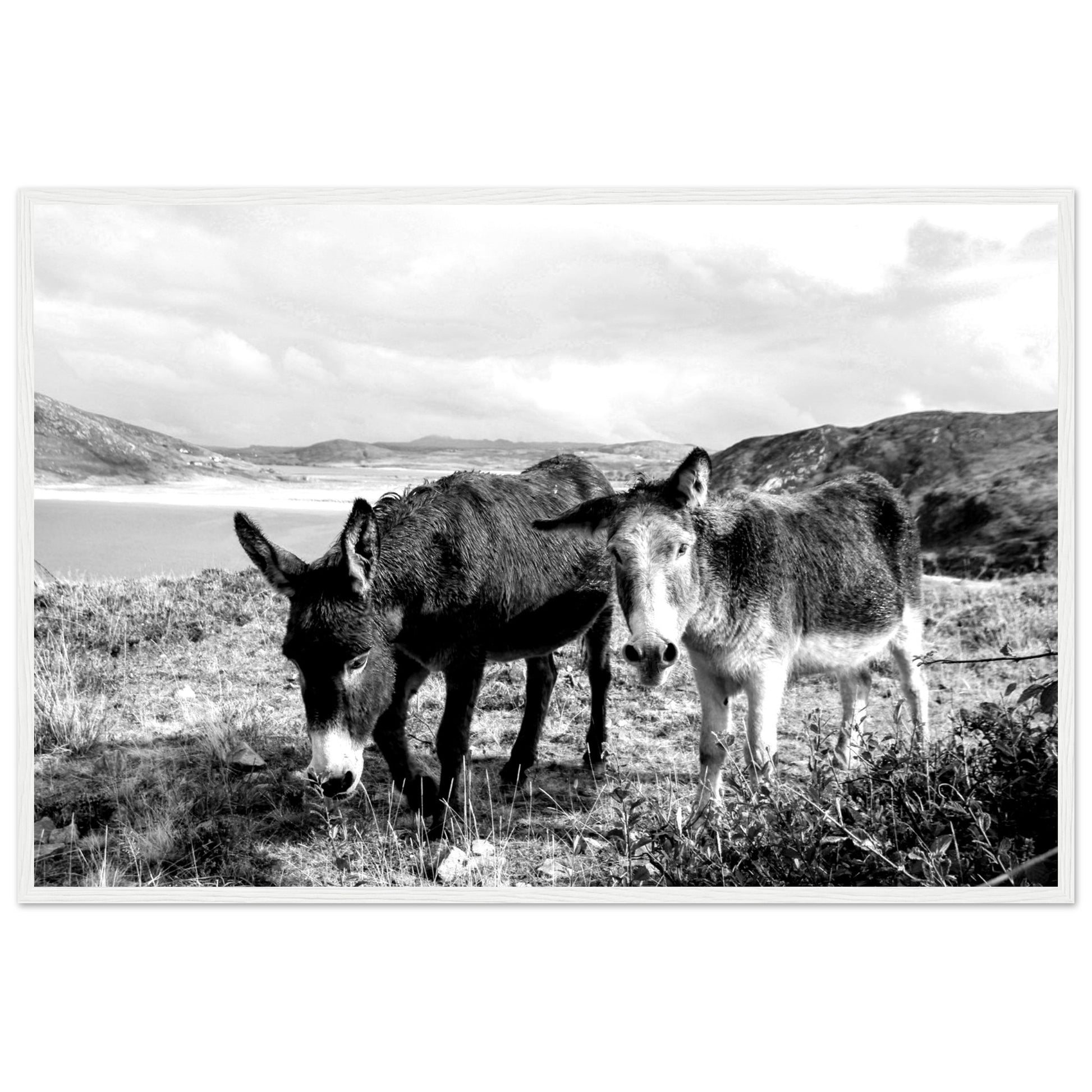 Black and white Framed photo wall art print: Two serene Donegal Donkeys against scenic Irish backdrop. Captures rustic charm & tranquility.