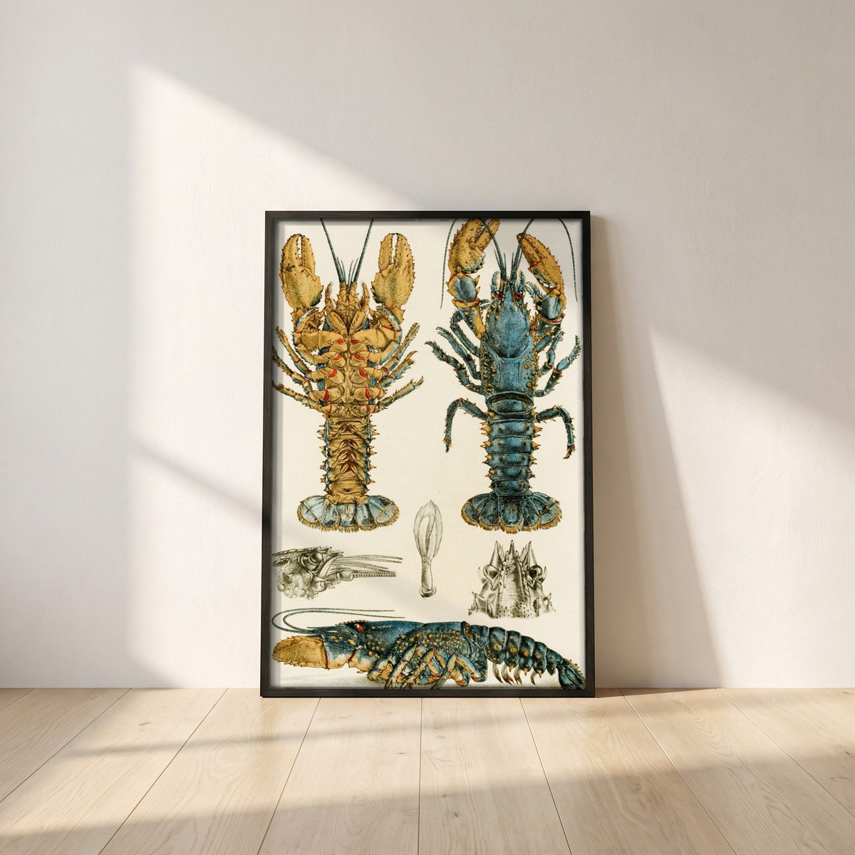 Crustacea II by Frederick McCoy framed print in a black frame leaning against a white plaster wall on oak floorboards in morning light