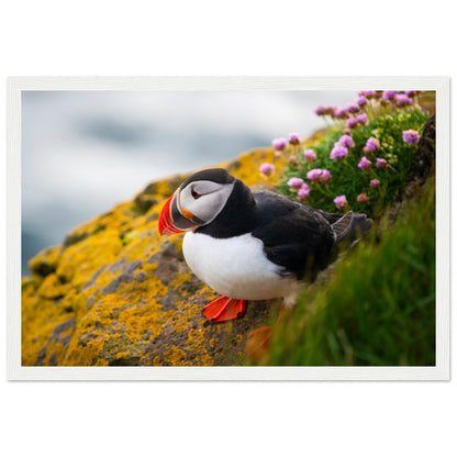 Puffin on yellow lichen with pink flowers, photographic print in a thin white frame