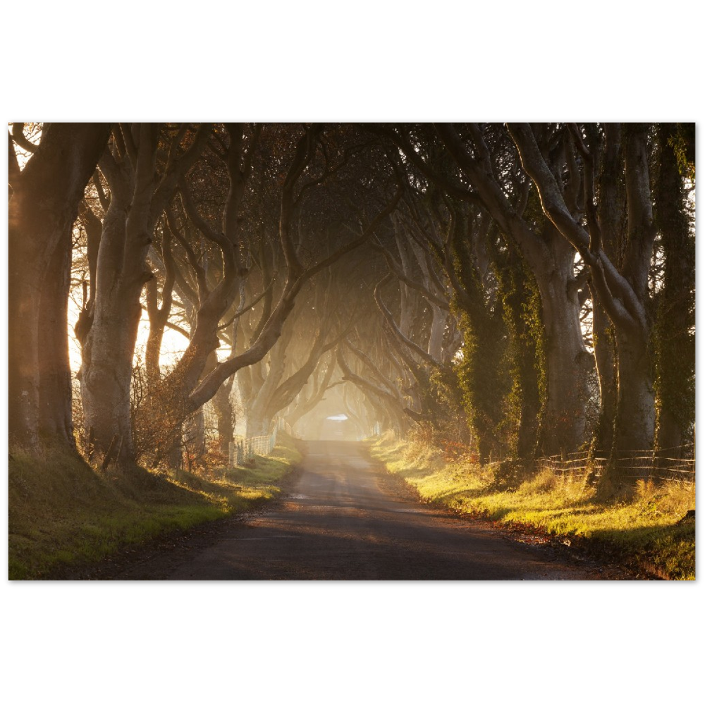 Dark Hedges, Ireland, Irish landscape Photography Prints Framed Photographic Print